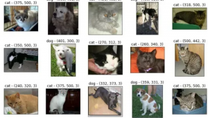 猫与狗数据集 (http://ds.jsai.org.cn/) 机器学习 第1张